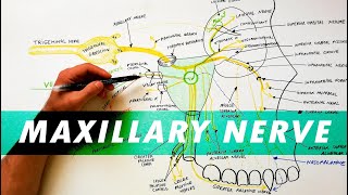 Trigeminal Nerve Anatomy  The Maxillary nerve [upl. by Analahs159]