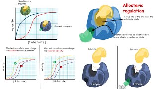 Allosteric regulation of enzymes Introduction [upl. by Emmye]