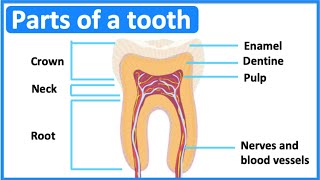 Parts of a tooth 🦷  Tooth anatomy amp function  Easy science lesson [upl. by Arlene144]