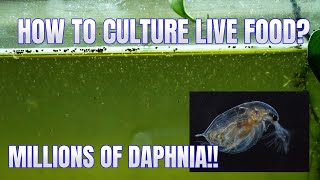 How to Culture Daphnia Secret Method to Breed MILLIONS  Simply Aquatic [upl. by Annahvas]