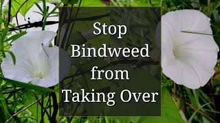 Stop Bindweed from Taking Over [upl. by Gideon]