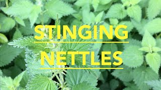 How to prepare stinging nettles [upl. by Imoen]