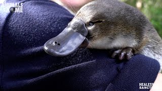 Meet Storm our new baby Platypus [upl. by Eibot]