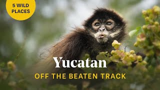 5 Must Do Adventures in the Yucatan Peninsula Mexico [upl. by Iaras]