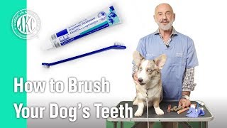 How to Brush your dogs teeth  AKC Vets Corner [upl. by Aneehsram]