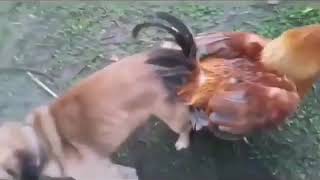 quot¡Mamá el perro se cuó a la gallinaquot [upl. by Demah]