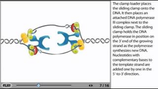 DNA Replication Animation  initiation elongation and termination [upl. by Edea]