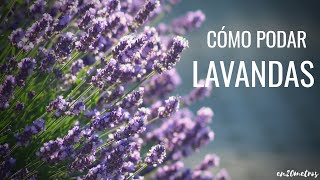 Cómo PODAR la LAVANDA en otoñoinvierno por dónde cortar  en20metros [upl. by Scrope998]