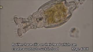 Rotifers under the microscope [upl. by Einor]