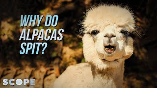 Why Do Alpacas Spit  SCOPE TV [upl. by Hardden]