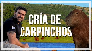 🔹CRÍA de CARPINCHOS especie AUTÓCTONA del Uruguay 🔹programa Contacto🌎🌍 [upl. by Stedmann404]