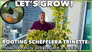 PROPAGATING A SCHEFFLERA How to root a schefflera trinette umbrella plant from a cutting [upl. by Efar201]