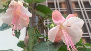 94Fuchsia flowers how to grow and care [upl. by Cathe487]