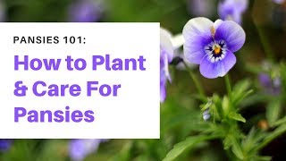 Pansies 101 How to Plant and Care For Pansies [upl. by Daas]