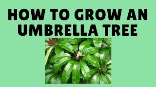 How to Grow Schefflera  Umbrella Plant From Cuttings [upl. by Schurman]