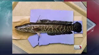 Global National  Canada fighting invasive Snakehead fish [upl. by Marelya94]