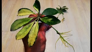 How to grow Schefflera plant from single leaf very easy [upl. by Niryt]