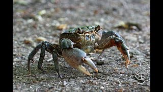 I granchi  The crabs  Les crabes [upl. by Trevethick]