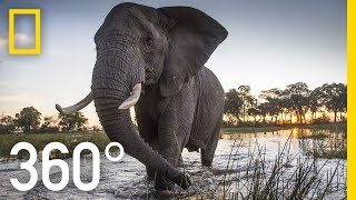 Elephant Encounter in 360  Ep 2  The Okavango Experience [upl. by Ym]