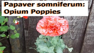 Papaver somniferum Opium Poppies  UK Guide [upl. by Constant35]