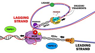 DNA REPLICATION 23  ELONGATION [upl. by Malkah]