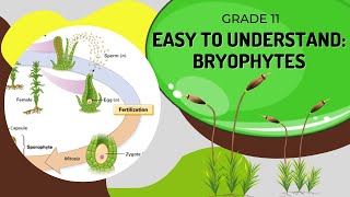 Bryophytes [upl. by Domella]