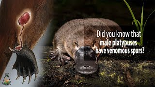 Did you know that male platypuses have venomous spurs [upl. by Rosenblatt637]