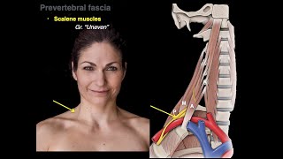 Muscles of the neck [upl. by Elinad]