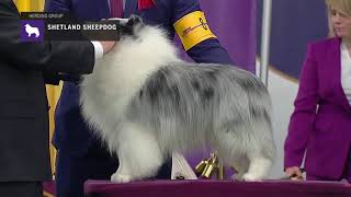 Shetland Sheepdogs  Breed Judging 2019 [upl. by Siro]