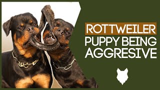 AGGRESSIVE ROTTWEILER TRAINING How To Stop Your Rottie Puppy Being Aggressive [upl. by Ynot672]