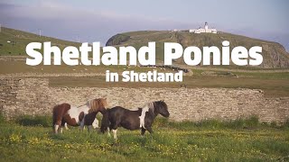 Shetland Ponies from Shetland [upl. by Nevanod]