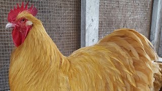 Buff Orpington Chickens  Dual Purpose Gold [upl. by Perkoff]