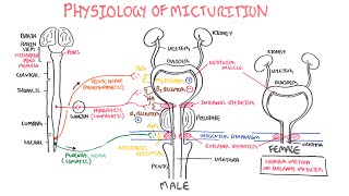 Urinary Bladder  part 1 [upl. by Hrutkay305]