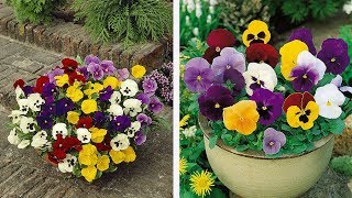 How to Plant Universal Pansies WinterSpring Guide [upl. by Fatima]