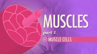 Muscles Part 1  Muscle Cells Crash Course Anatomy amp Physiology 21 [upl. by Ted]