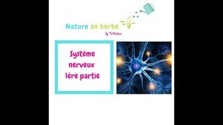 ANATOMIE PHYSIOLOGIE  LE SYSTÈME NERVEUX [upl. by Naehgem]