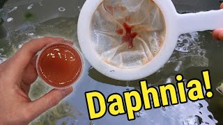 How I Culture Daphnia In Outdoor Tubs [upl. by Cathey]