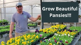 How To Grow and Care For Pansies Everything You Need To Know [upl. by Suirauqram824]