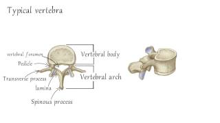 Cervical Vertebrae Anatomy [upl. by Napoleon618]