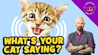 Cat Vocalizations and What They Mean [upl. by Ainehs]