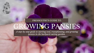 How to Grow Pansy and Viola Flowers from Seeds UPDATED  Planting Pansies from Seed [upl. by Anileda]