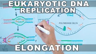 DNA Replication in Eukaryotes  Elongation [upl. by Bainter]