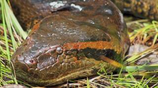 Anaconda Snake Facts and Information [upl. by Essyla12]