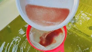 How to culture daphnia  Daphnia culture  How to grow daphnia outdoor [upl. by Yruoc]