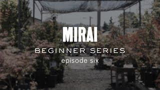 Bonsai Beginner Series  Structural Wiring [upl. by Cardew]