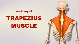 Trapezius Muscle Anatomy  Extrinsic Back Muscle  Doctor Speaks [upl. by Tabshey394]