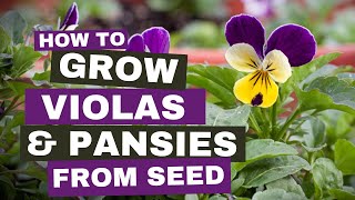 How to grow violas and pansies from seed [upl. by Jevon190]