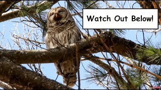 Barred Owl Regurgitates a Pellet [upl. by Ikim]