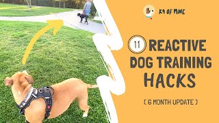 11 Reactive Dog Training Hacks Walking a Dog Who Barks amp Lunges [upl. by Shirlee]