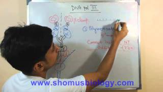 DNA polymerase 3 [upl. by Hart]